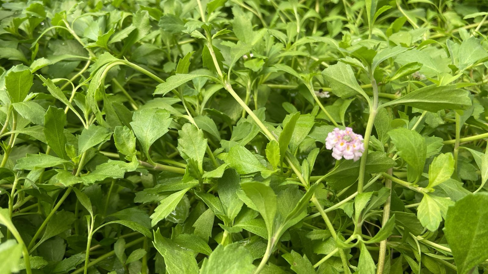 Proyecto Tiqui Tiqui 05